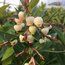 ARBUTUS andrachne  