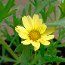 ARGYRANTHEMUM frutescens 'Vanilla Latte' 
