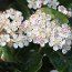 ARONIA arbutifolia 'Brilliant' 
