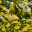 AUCUBA japonica 'Crotonifolia' 