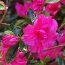 AZALEA - EVERGREEN 'Anna Kehr'  