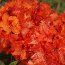 AZALEA - DECIDUOUS 'Gibraltar'  