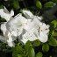 AZALEA - EVERGREEN 'Greenway -white form'  