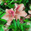 AZALEA - EVERGREEN 'Late Love'  