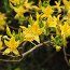 AZALEA - DECIDUOUS pontica  