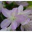 AZALEA - EVERGREEN 'Omoine'  
