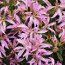 AZALEA - EVERGREEN stenopetalum 'Linearifolium' 