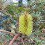 PROTEA Banksia integrifolia 