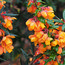 BERBERIS linearifolia 'Orange King'  