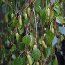 BETULA pendula 'Youngii' 