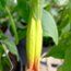 BRUGMANSIA orange  