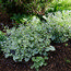 BRUNNERA macrophylla 'Jack Frost' 