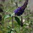 Buddleja davidii royal red