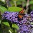 Buddleja davidii royal red