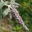 BUDDLEJA stenostachya  