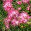 CALLIANDRA surinamensis  