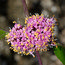 CALLICARPA bodinieri var giraldii 'Profusion'