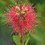 CALLISTEMON 'Inferno'  