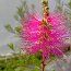 CALLISTEMON viminalis 'Hot Pink' 