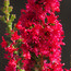 HEATHERS Calluna vulgaris 'Red Beauty' 