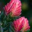 HEATHERS Calluna vulgaris 'Spring Torch' 