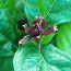 CALYCANTHUS floridus 'Michael Lindsey' 