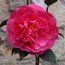 CAMELLIA 'Arch of Triumph'  
