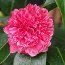 CAMELLIA 'Betty Robinson'  