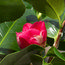 CAMELLIA 'Dona Herzilia de Freitas Magalhaes'  