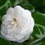 CAMELLIA 'Flore Pleno Alba'  