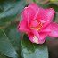 CAMELLIA 'Hiryu'  