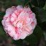 CAMELLIA 'Italiana Vera'  