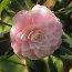 CAMELLIA 'Kerguelen'  