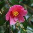 CAMELLIA 'John Pickthorn'  