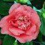 CAMELLIA 'Kramer's Beauty'  