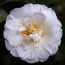CAMELLIA 'Onetia Holland'  