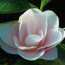 CAMELLIA 'Peach Blossom'  