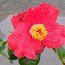 CAMELLIA 'Red Crystal'  