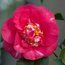 CAMELLIA 'R.L. Wheeler'  