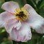 CAMELLIA 'Plantation Pink'  