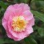 CAMELLIA 'Sugar Dream'  