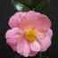 CAMELLIA 'Sayonara'  