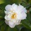CAMELLIA 'Scentuous'  
