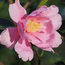 CAMELLIA 'Show Girl'  