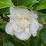 CAMELLIA 'Silver Ruffles'  