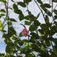 CAMELLIA 'Souvenir de Bahuaud Litou'  