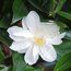 CAMELLIA x vernalis 'Dawn' 
