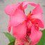 CANNA Cannova Rose 