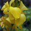 CANNA Cannova Yellow 