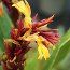 CAUTLEYA spicata 'Robusta' 
